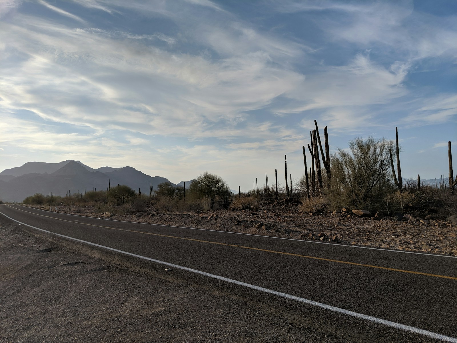 A dry roadside with tall cactus and low scrub stretching out under a wide pale sky.