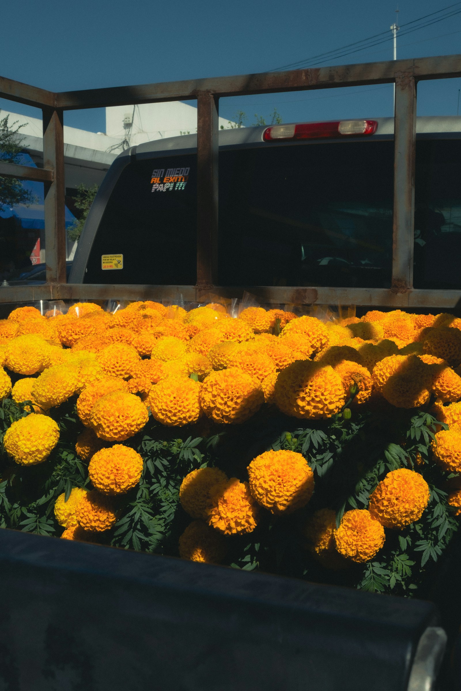 The bed of a truck loaded with bright orange marigold flowers.