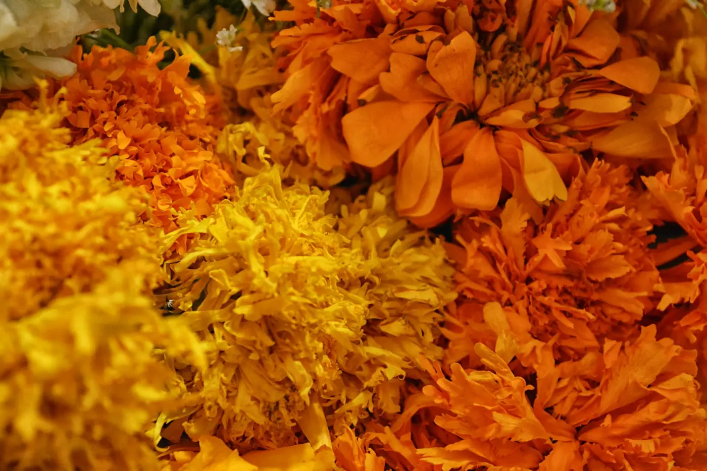 Close-up of orange cempasuchil marigold flowers packed together