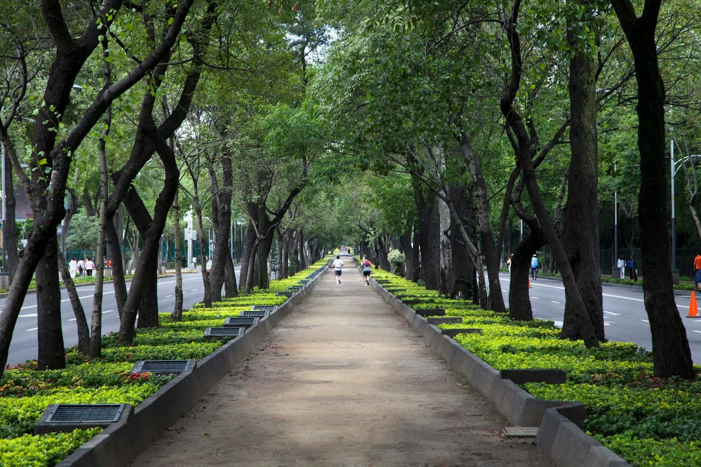 A wide paved path running between tall green trees in Chapultepec.