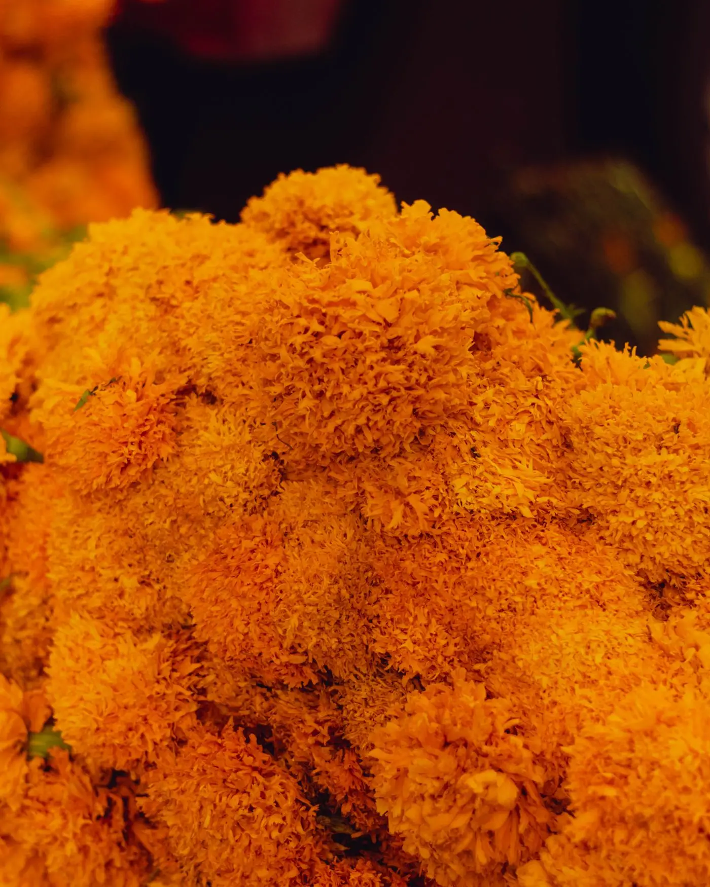Close-up of a dense bundle of bright orange cempasúchil marigolds.