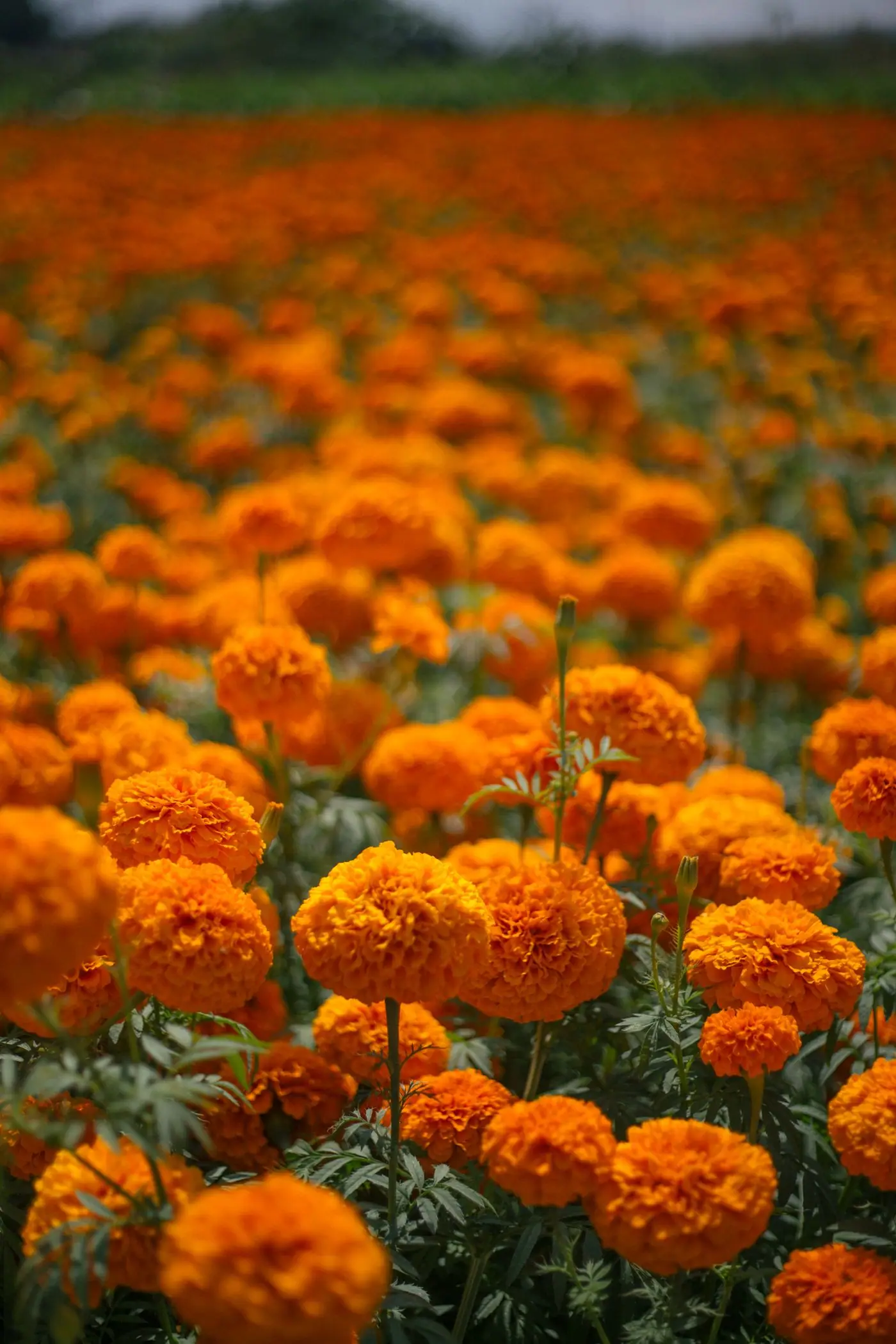 A field of orange cempasúchil marigolds in full bloom under a grey sky.