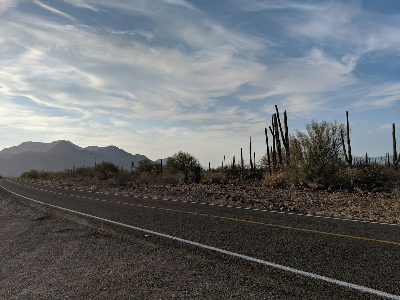 A dry roadside with tall cactus and low scrub stretching out under a wide pale sky.