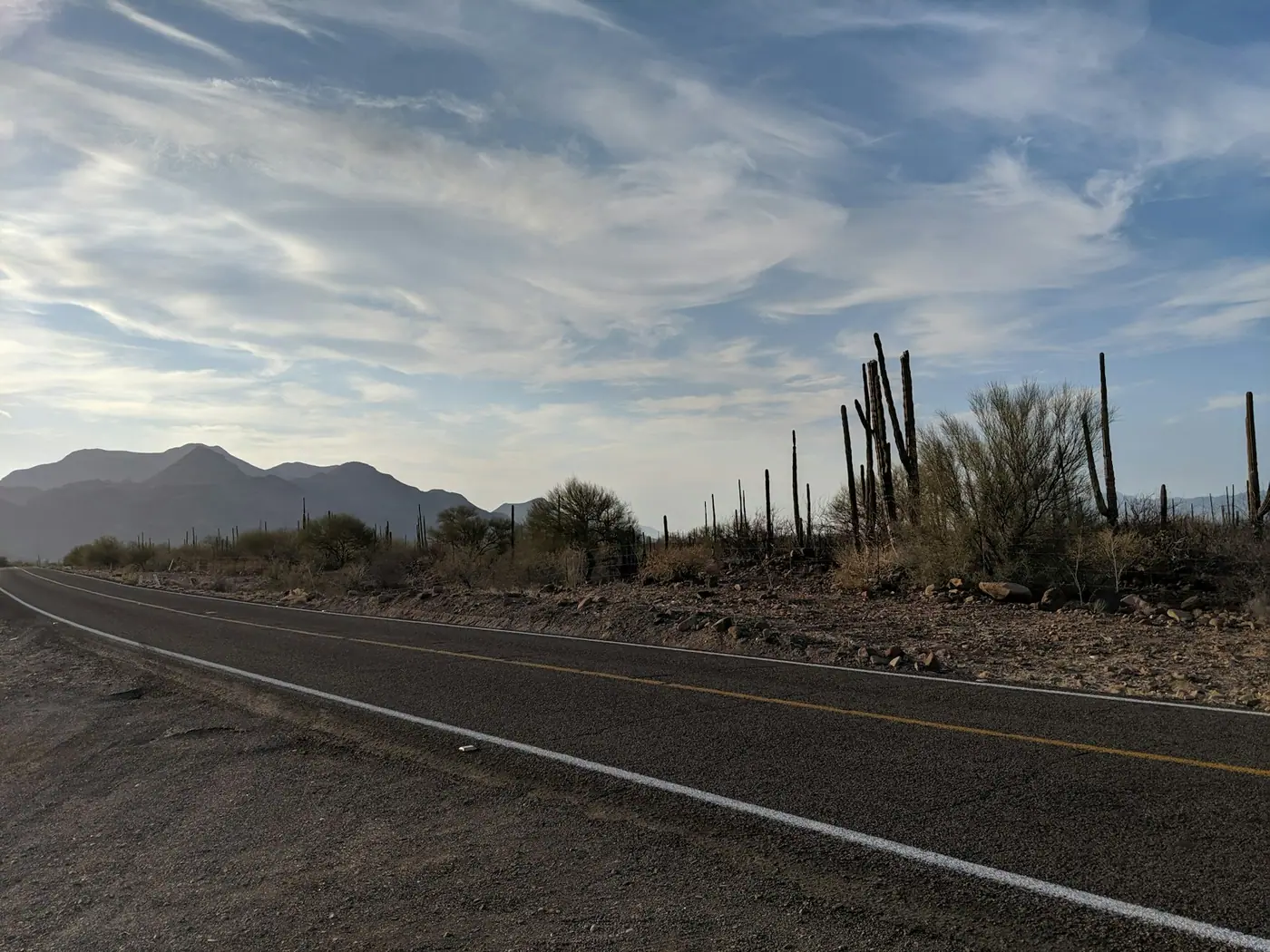 A dry roadside with tall cactus and low scrub stretching out under a wide pale sky.
