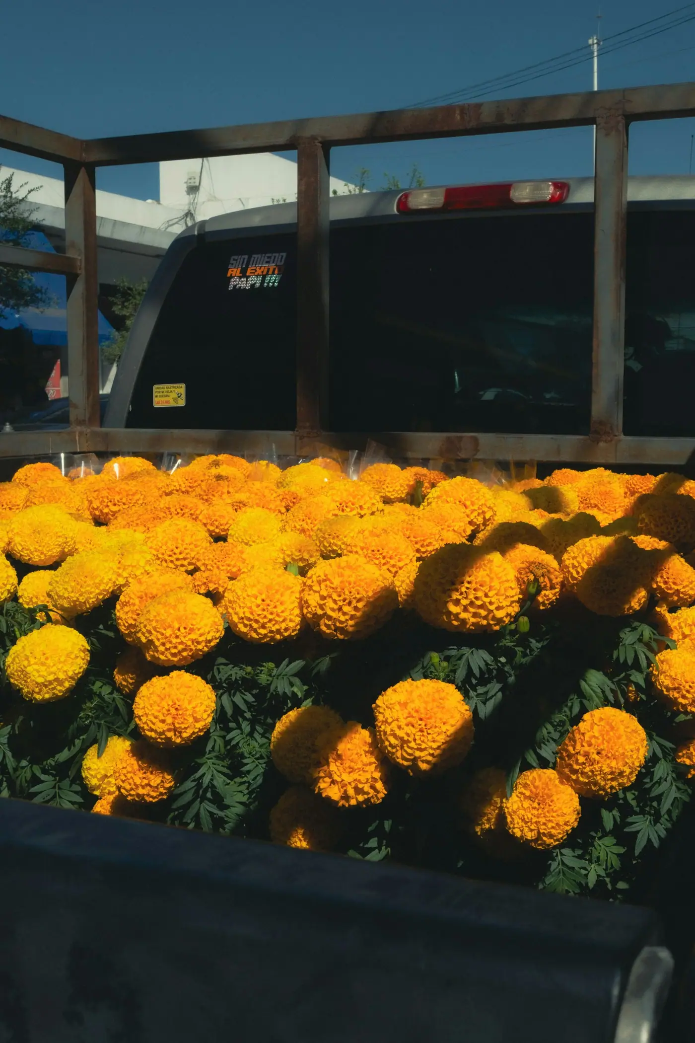 The bed of a truck loaded with bright orange marigold flowers.