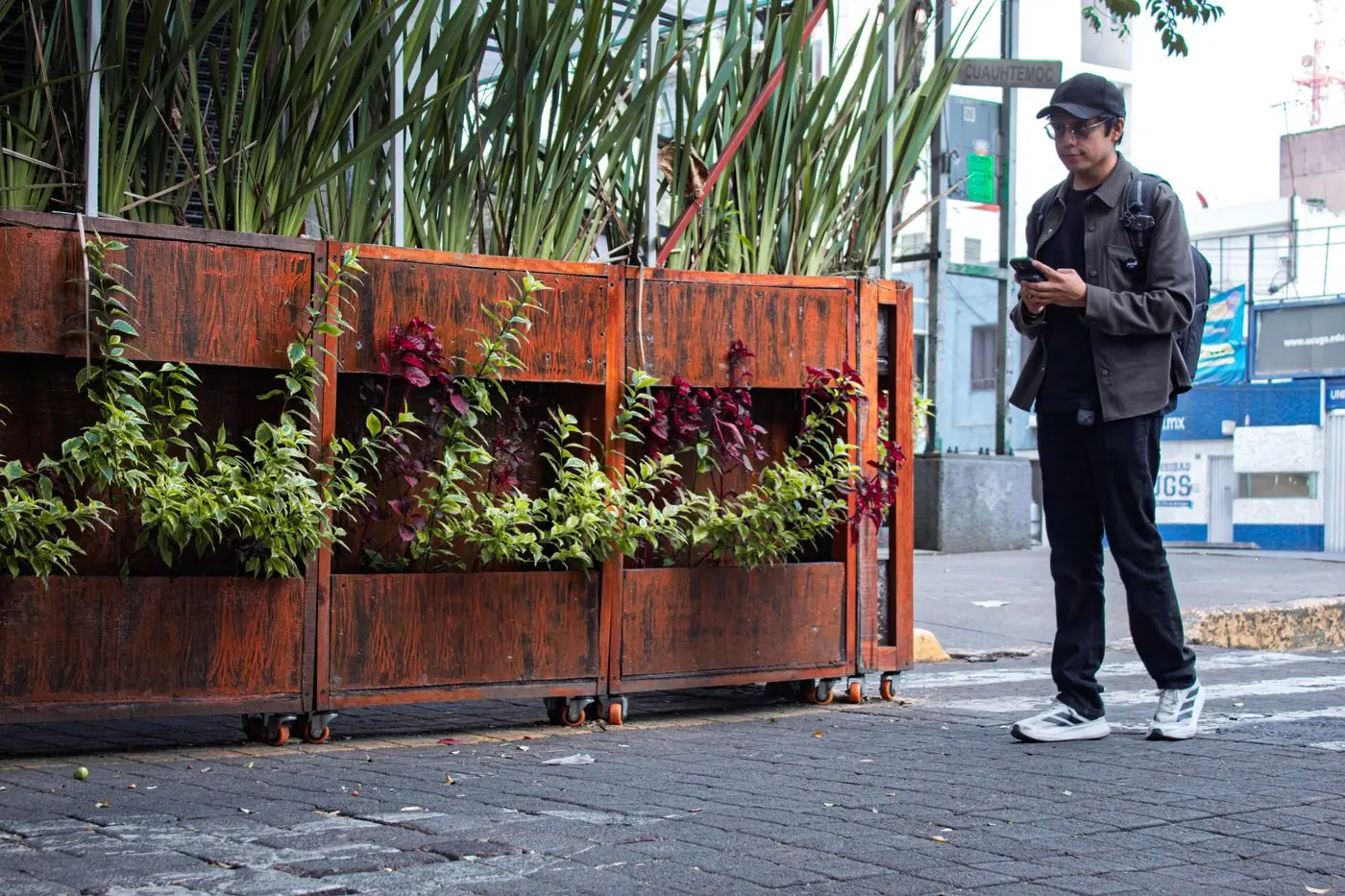 A man with a phone walking beside colorful planters in Mexico City.