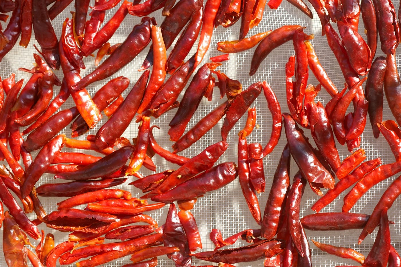 Red chili peppers laid out drying in the sun.