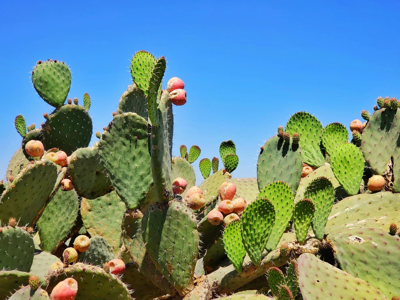 Nopal cactus paddles with prickly pear fruit growing against a bright blue sky.