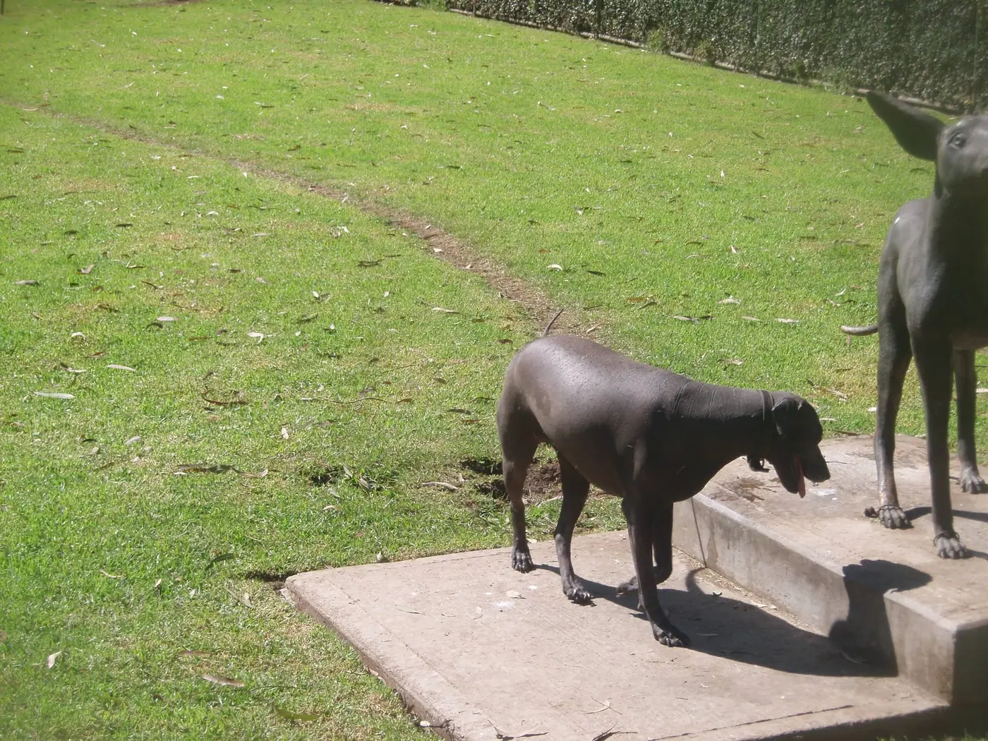 A Xoloitzcuintle standing on grass in a garden