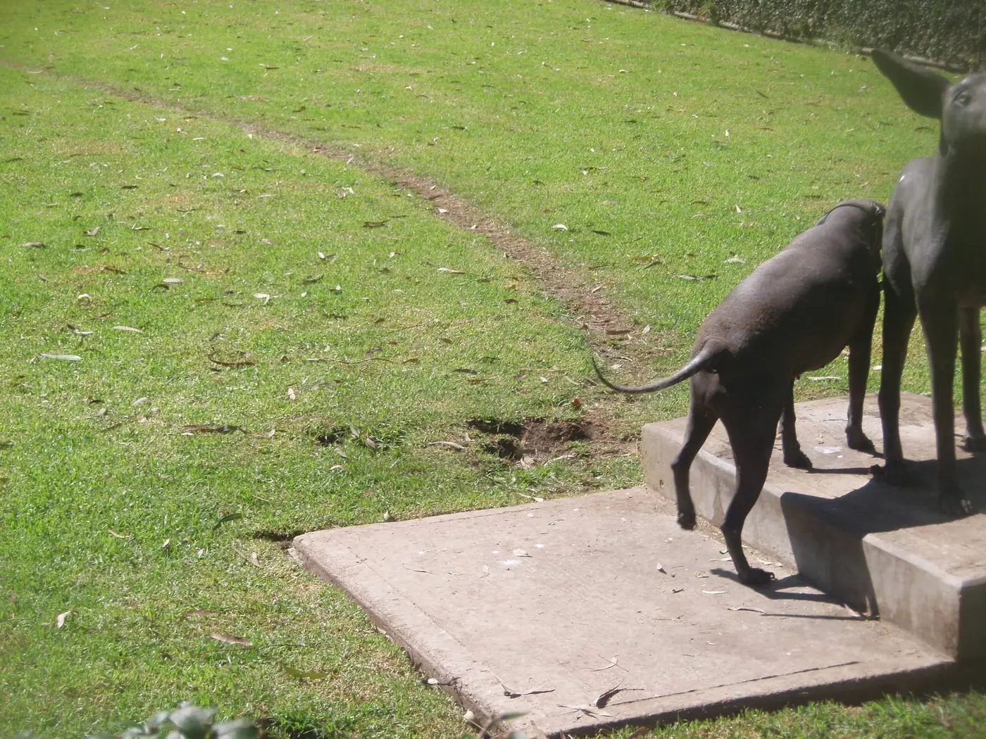 A Xoloitzcuintle walking across a lawn
