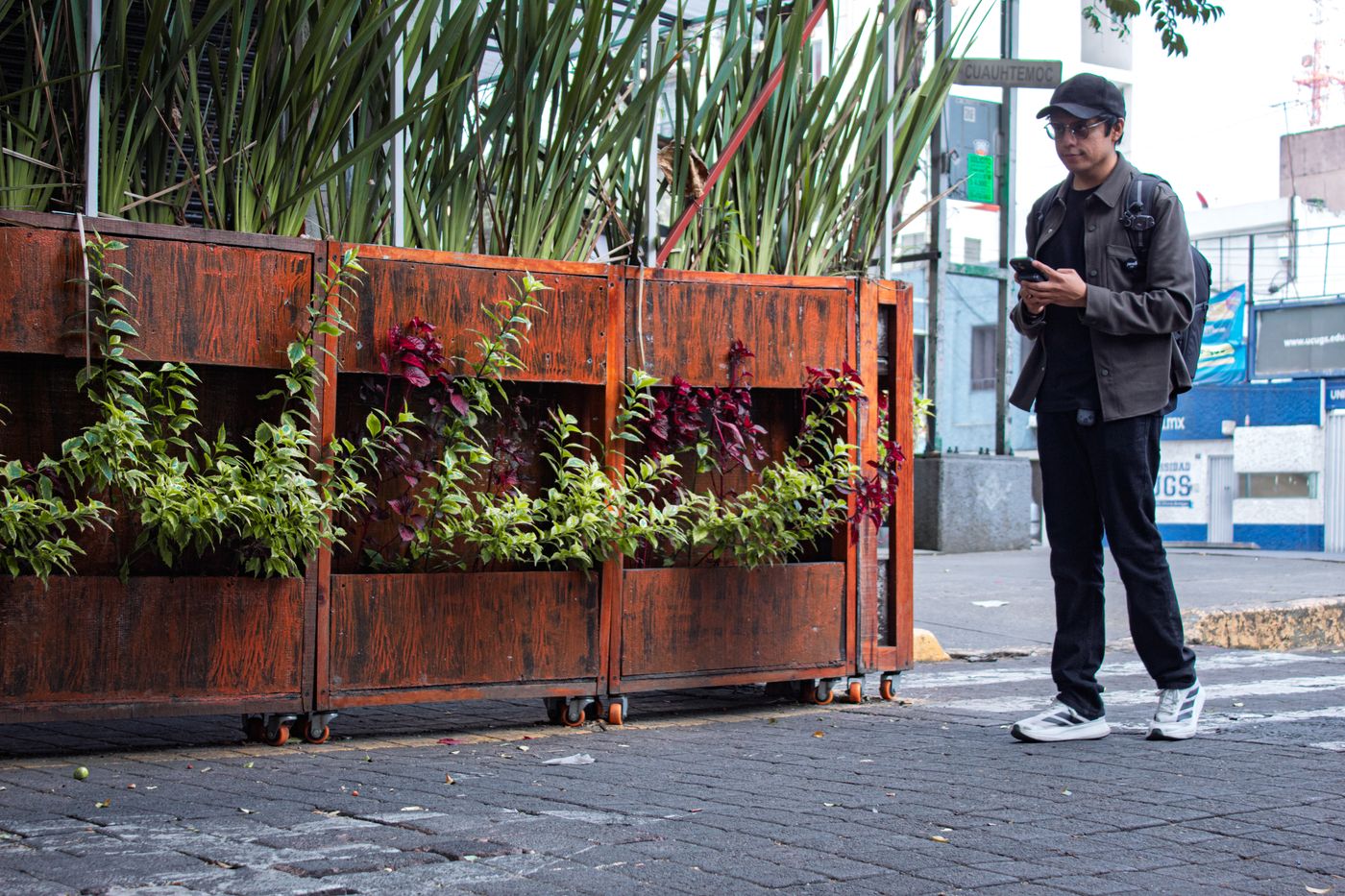 A man with a phone walking beside colorful planters in Mexico City.