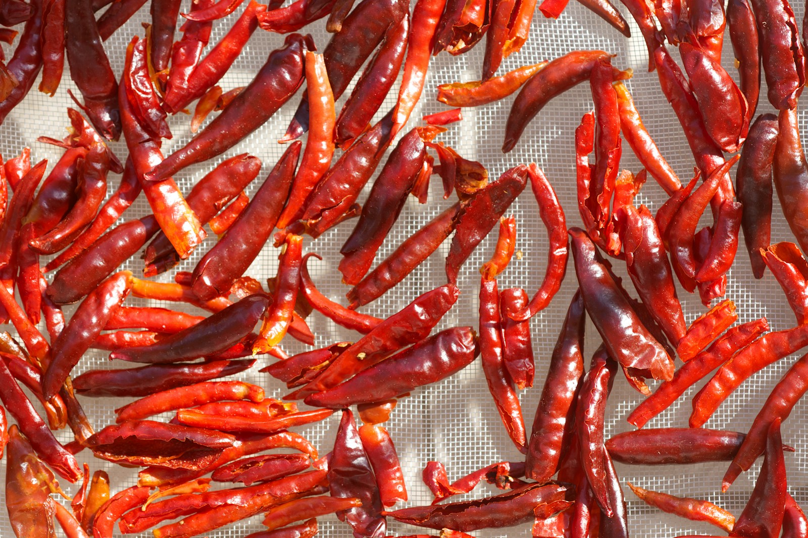 Red chili peppers laid out drying in the sun.